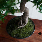 Dharma Bonsai