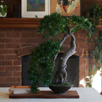 Yugen Bonsai