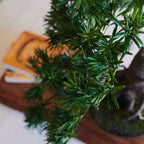 Yugen Bonsai