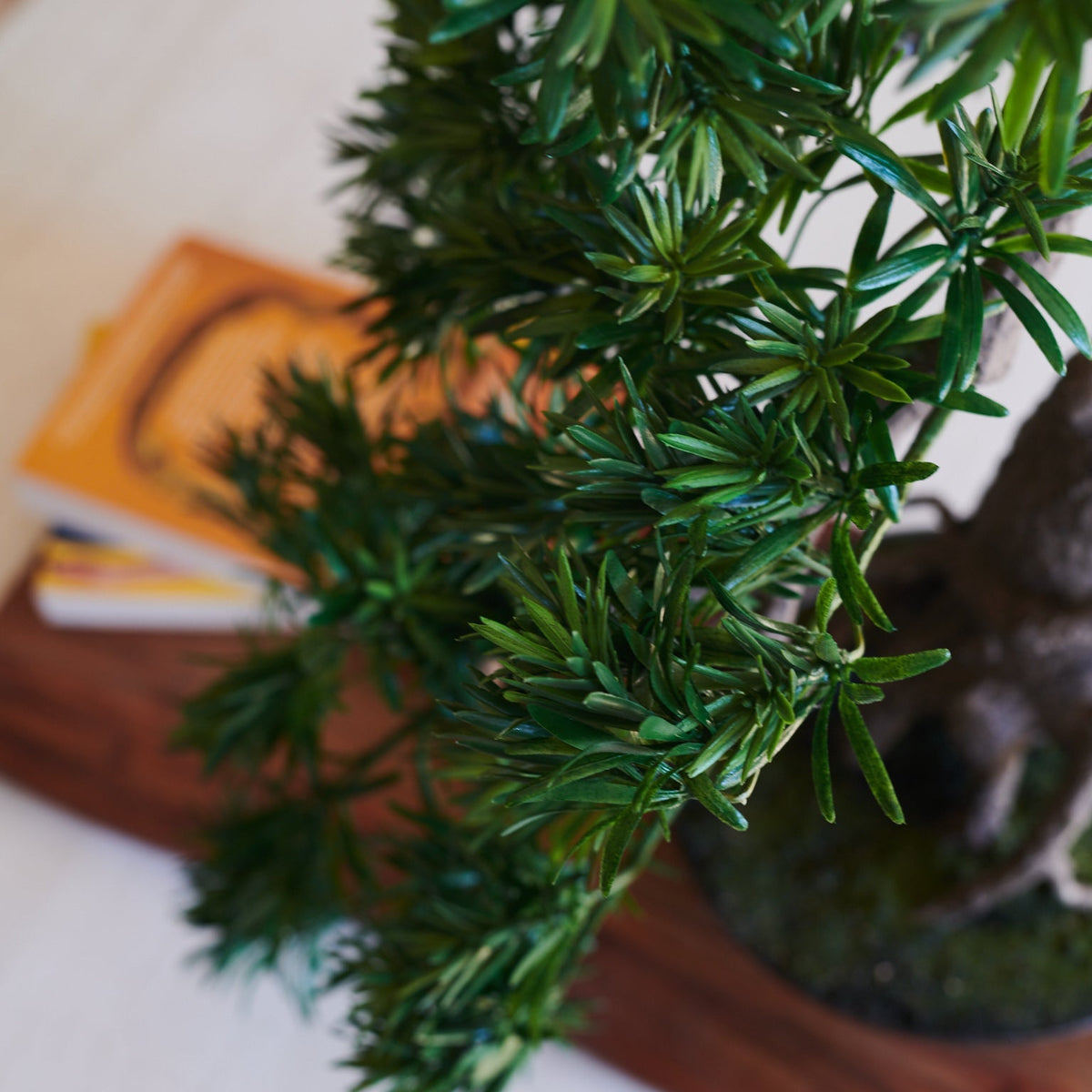 Yugen Bonsai
