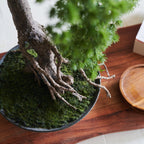 Buddhist Pine Bonsai