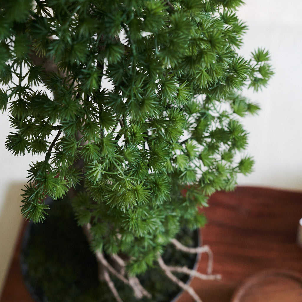 Buddhist Pine Bonsai