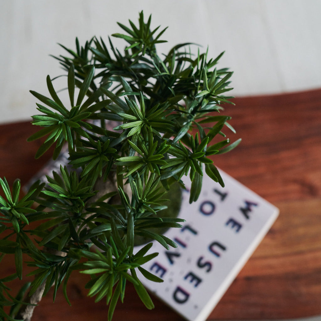 Anami Bonsai