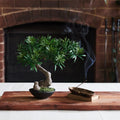 Bodhi Bonsai