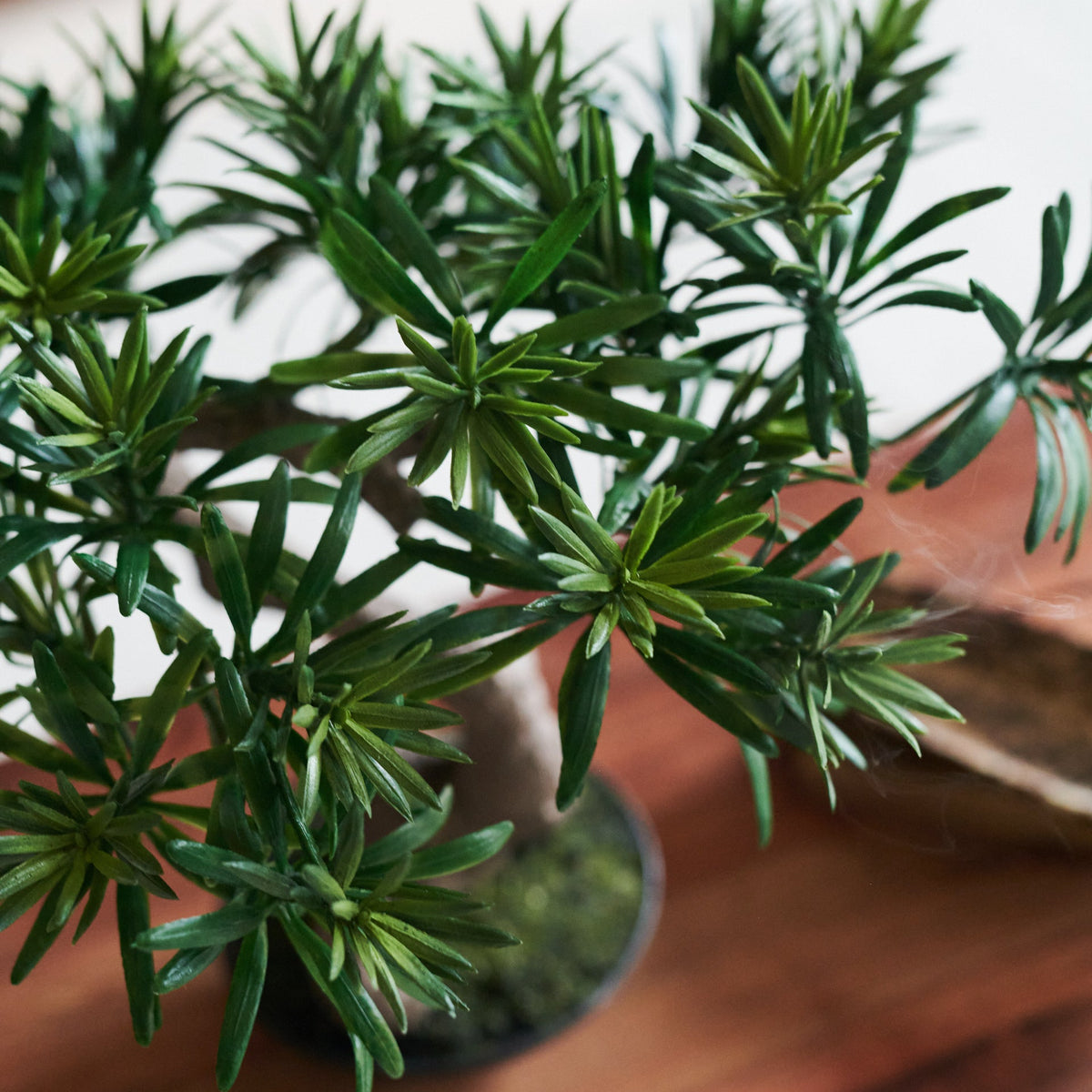 Bodhi Bonsai