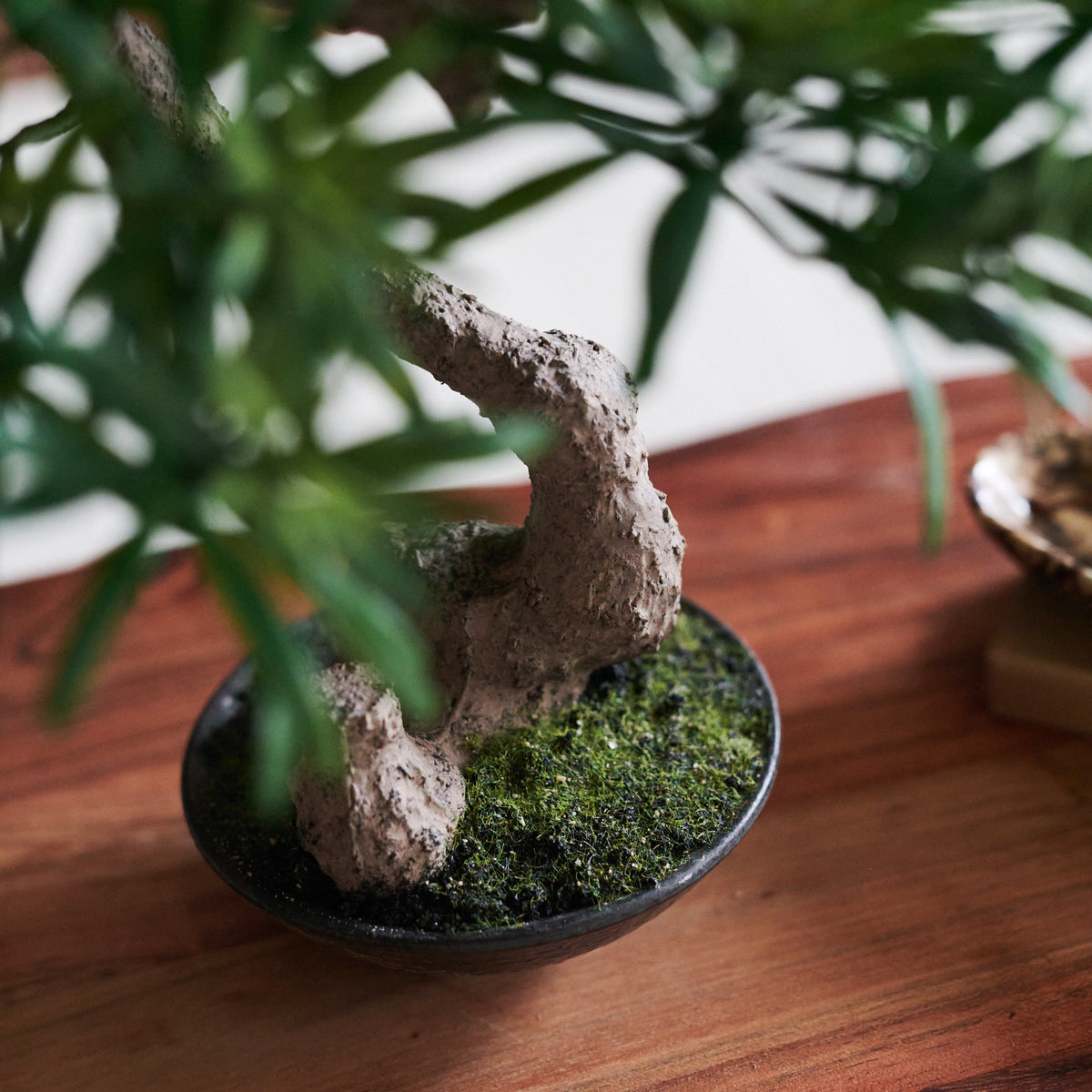 Bodhi Bonsai