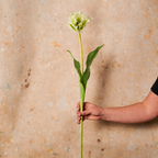 Parrot Real Touch Tulip Stem