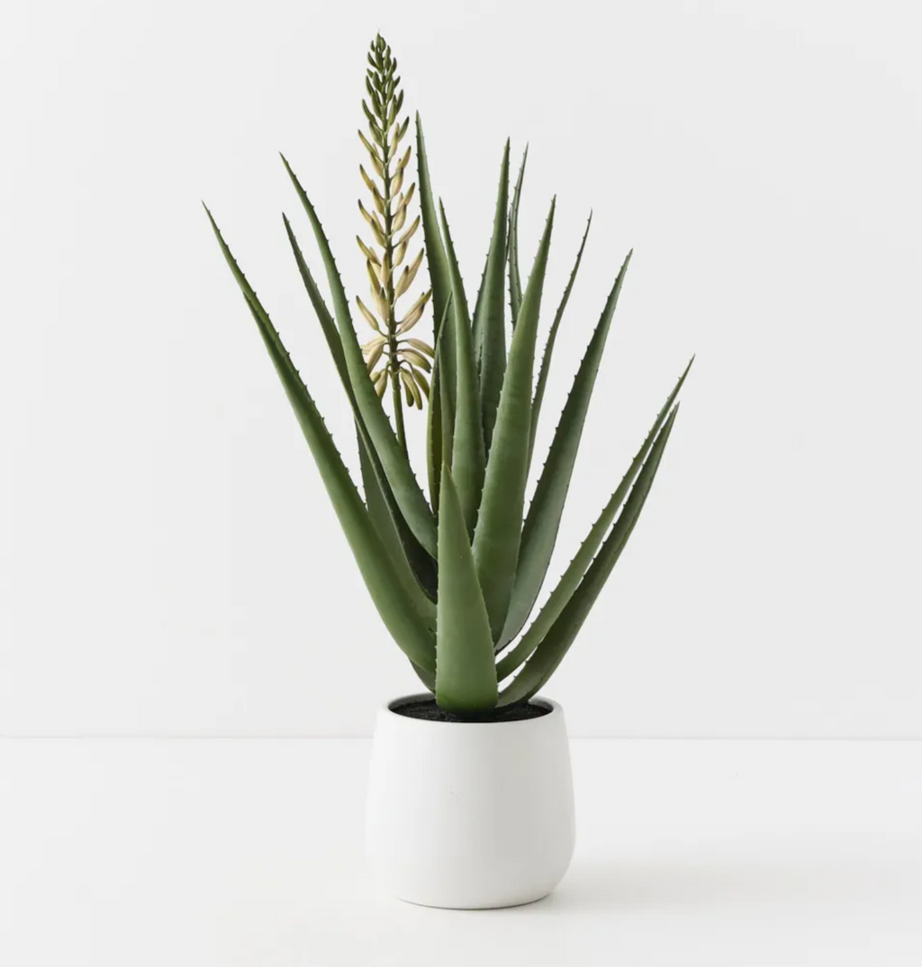 Flowering Agave Plant in Pot