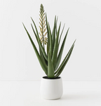 Flowering Agave Plant in Pot