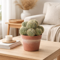 Barrel Cactus Plant in Pot